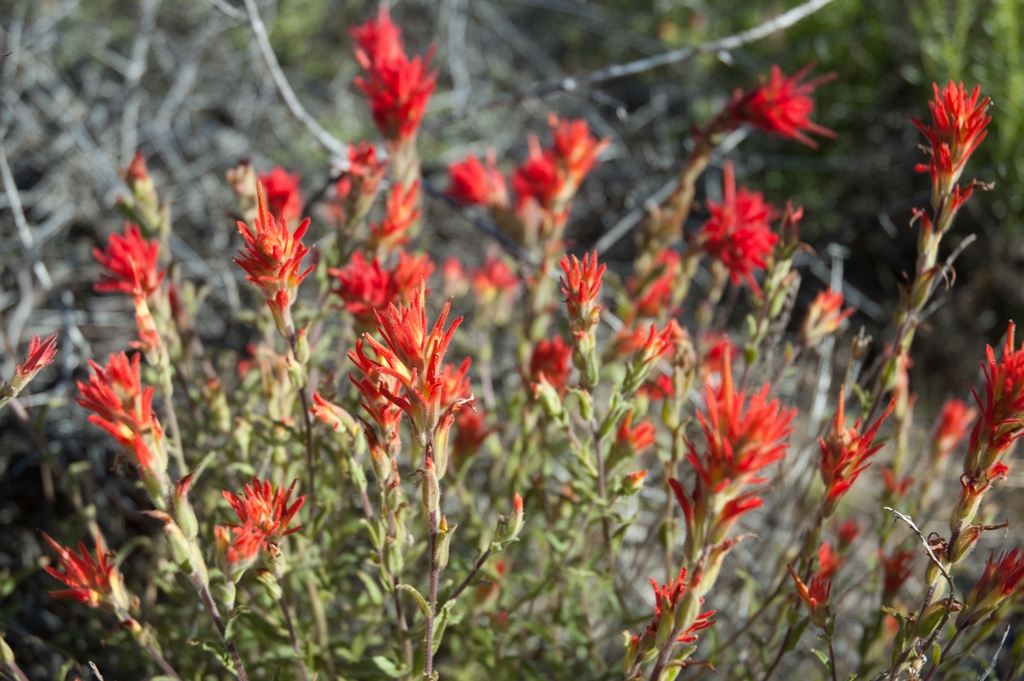Lava Beds, California photograph. 