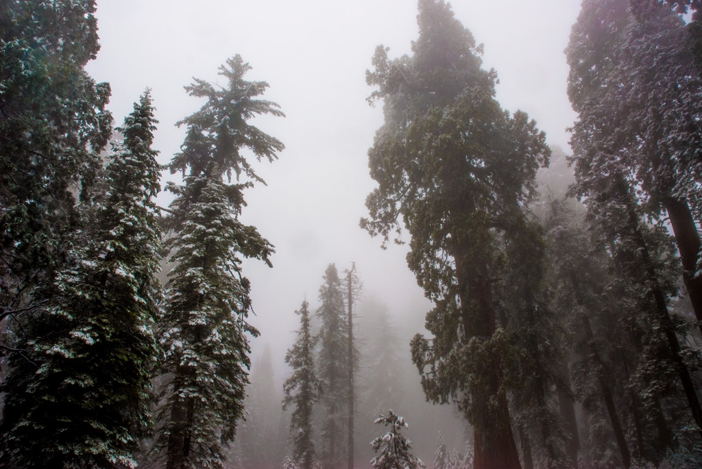 Lilburn Cave and Snow in King's Canyon photograph. This part of the Sierras has many giant trees. You're likely to see bears.