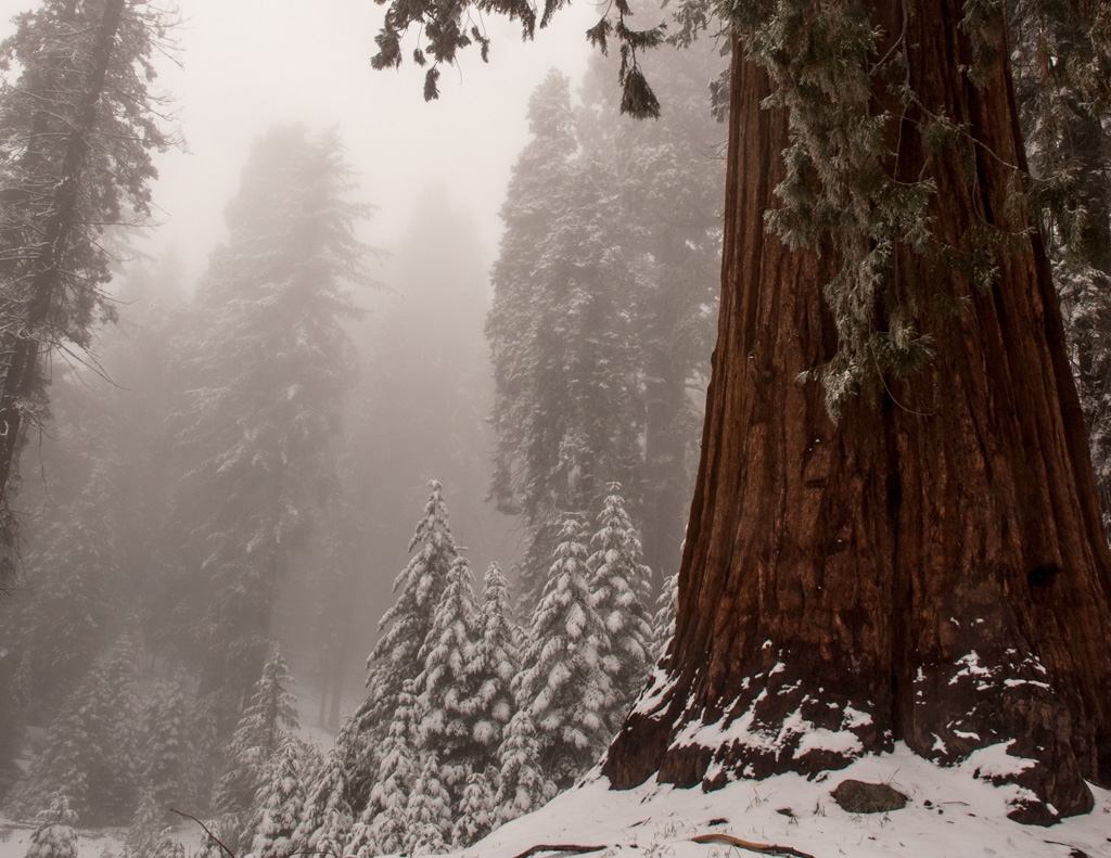 Lilburn Cave and Snow in King's Canyon photograph. Look at the size of that tree! They were all huge.
