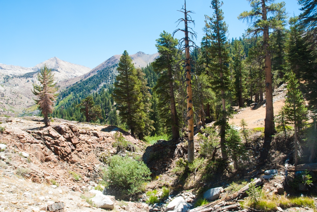 Mineral King, California photograph. Evergreens along the trail. 10,000 foot elevation.
