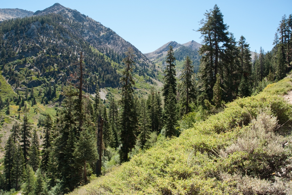 Mineral King, California photograph. Nice evergreens at high elevation in the Mineral King area.