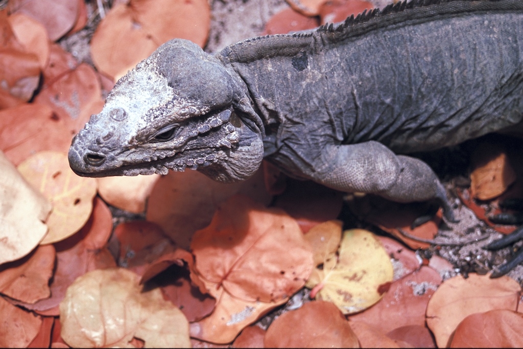 Mona Island Caves, Puerto Rico photograph. These guys were HUGE.