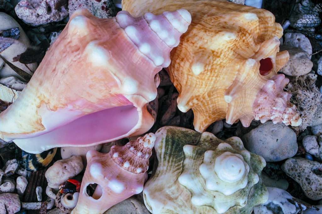 Mona Island Caves, Puerto Rico photograph. 