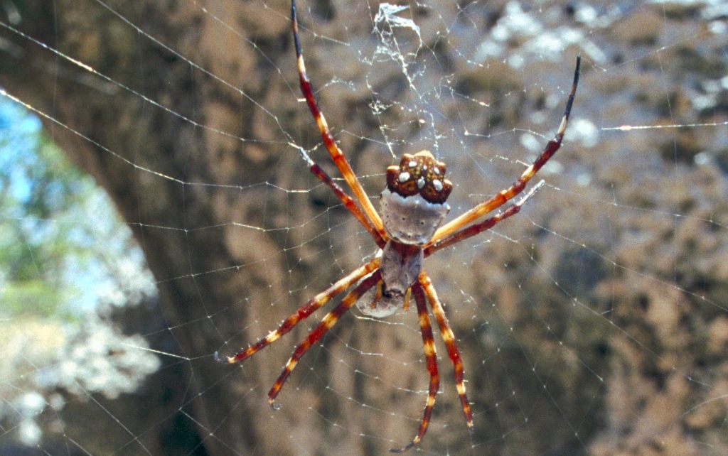 Mona Island Caves, Puerto Rico photograph. 