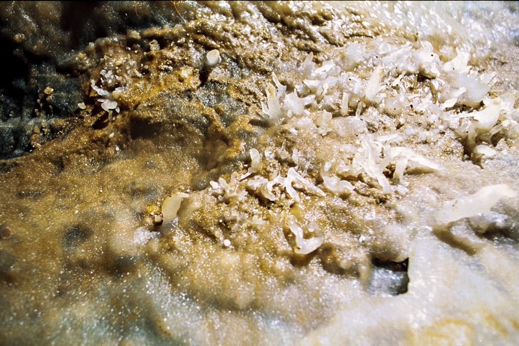 Soldiers Cave photograph. Tiny cute helictite are tiny and cute. I always spell helictite wrong: I want to spell it <em>helectite</em>. Incorrect!