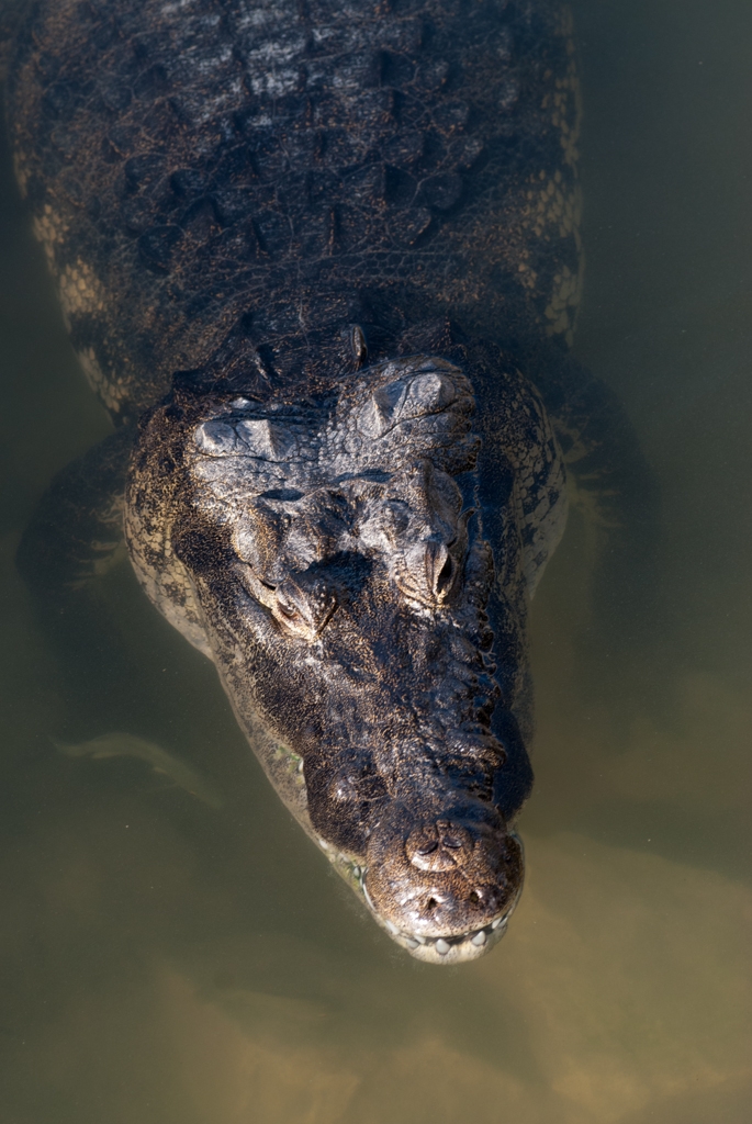 Mexico Caves & Cenotes photograph. I can never tell them apart.