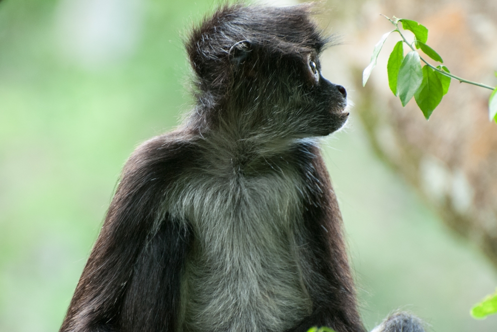 Mexico Caves & Cenotes photograph. Photographing the monkeys in Coba, on the Yucatan peninsula! They were not afraid of people and probably would have stolen my bananas if I'd had any.