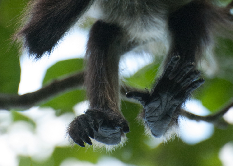 Mexico Caves & Cenotes photograph. Mariposa the monkey, at Laguna Puntas park near Coba, Mexico on the Yucatan Peninsula.
