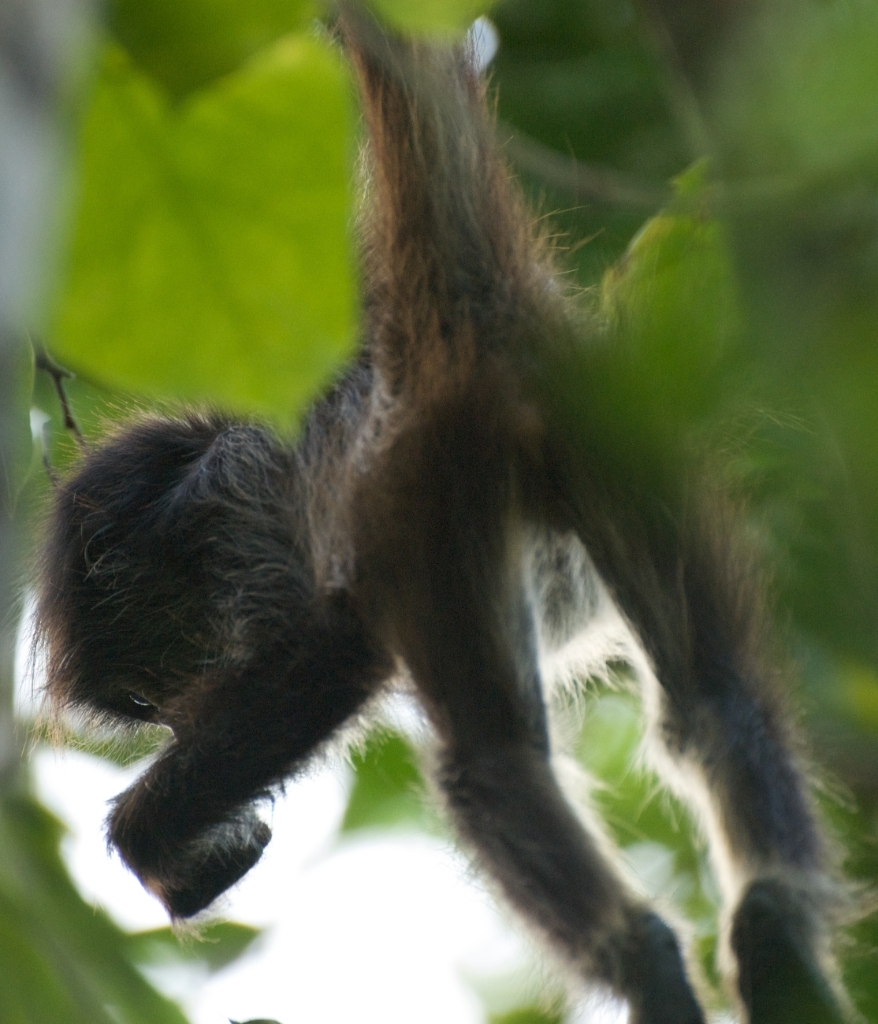 Mexico Caves & Cenotes photograph. These monkeys were photographed in the Coba region of the Yucatan Peninsula, Mexico. Coba is southwest of Cancun.