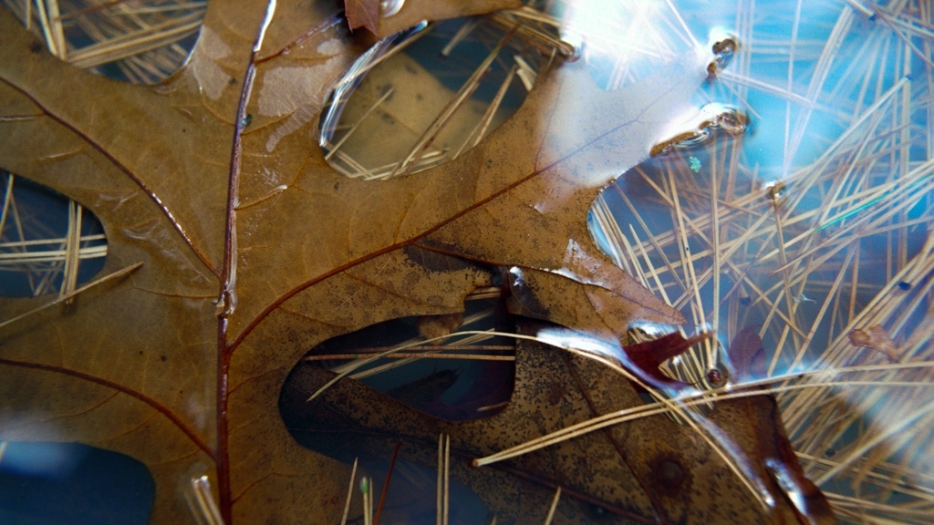 Colorful things photograph. These leaves remind me of fall in New England