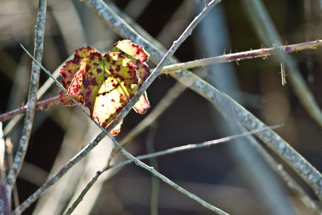 Colorful things photograph. This leaf was all by himself amid the twigs.