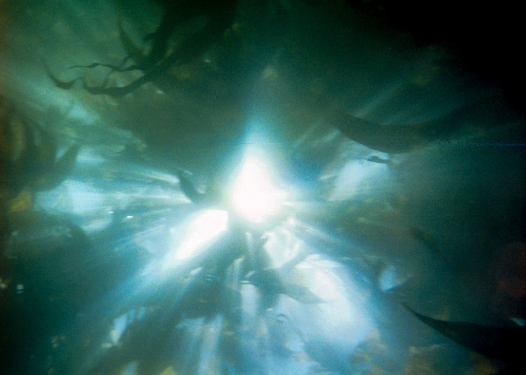 Colorful things photograph. Monterey Bay, seen from below. I had a point-and-shoot camera in a cheapish housing. The only photos that came out worth a damn where the ones looking up through the kelp.