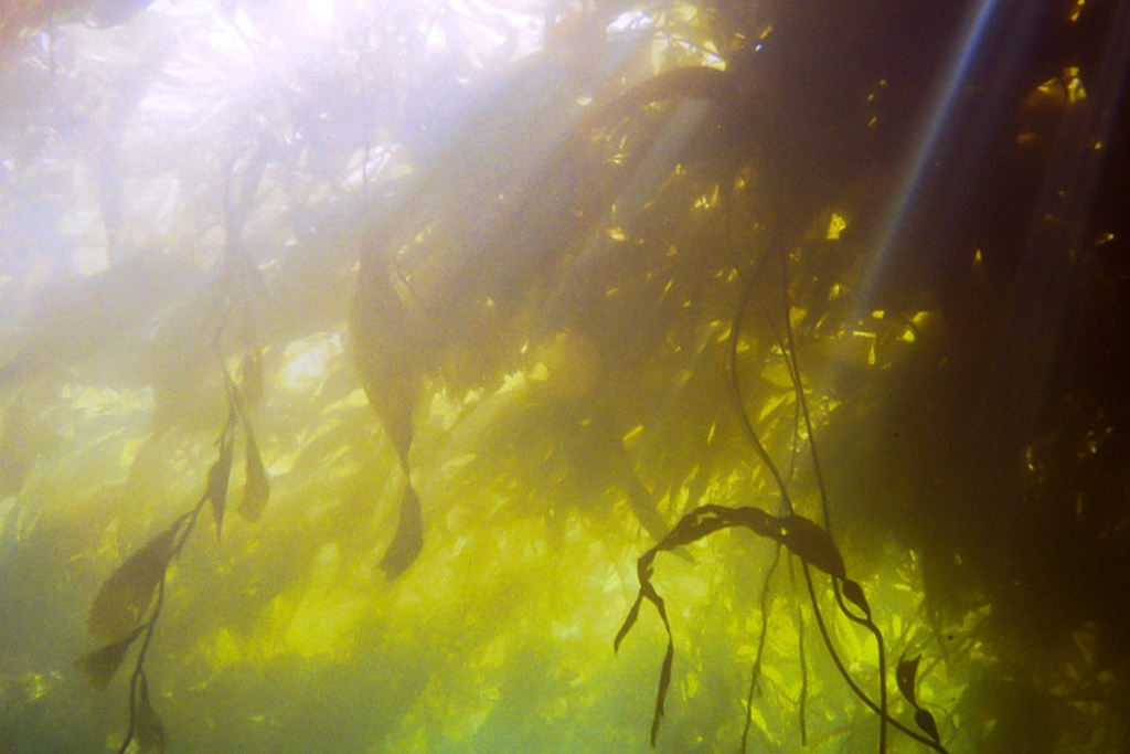 Colorful things photograph. Photographed while scuba diving in Monterey Bay. It's cold all year round; I had to wear a thick wetsuit.