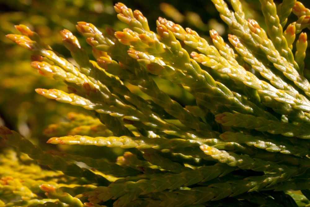 Flowers and plants photograph. 