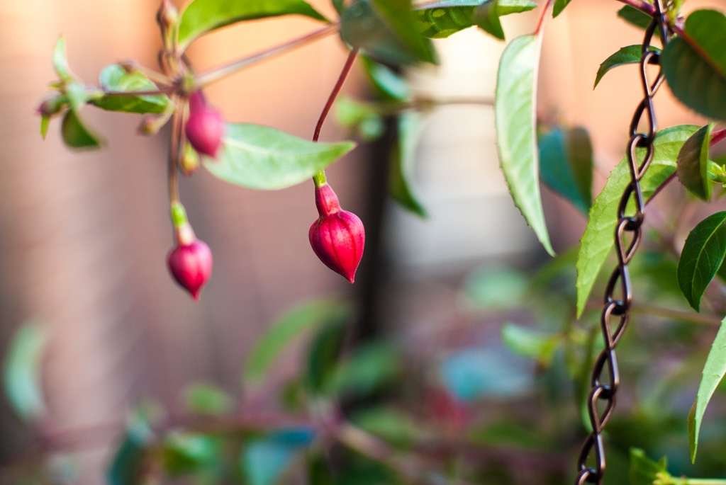 Flowers and plants photograph. These open as purple blooms and quickly die. In a process of deadheading, I pull off the dead blooms in order to encourage new blooms to reproduce faster.