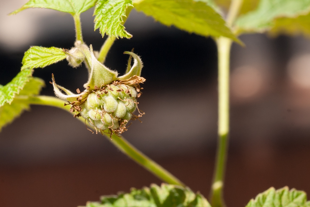 Flowers and plants photograph. My raspberry plant was in a giant 24 inch pot with a TON of dirt. 