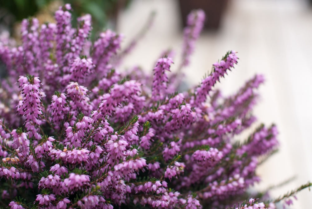 Flowers and plants photograph. 