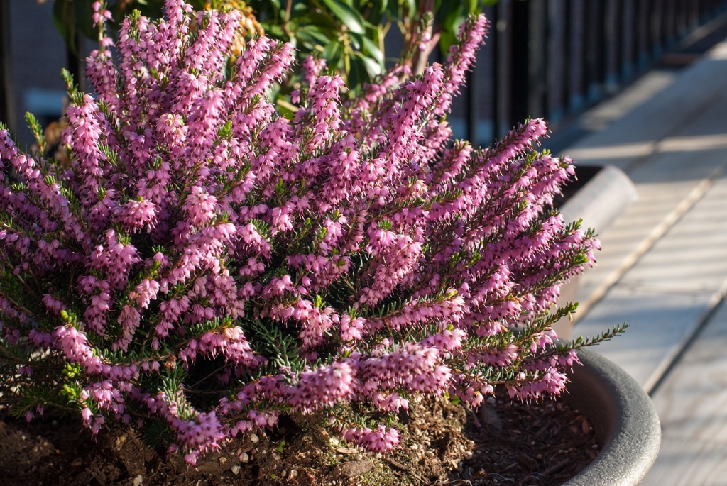 Flowers and plants photograph. This perennial eventually turned fully green. It blooms in winter! I was surprised to come out to the deck in winter and see it in full bloom.