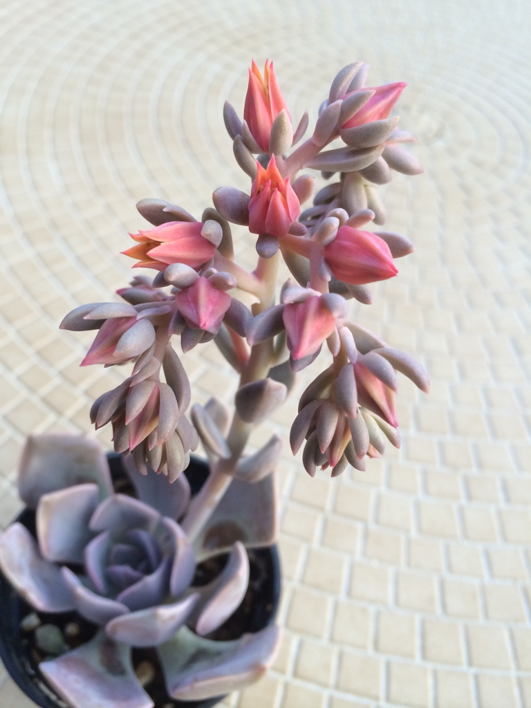 Flowers and plants photograph. They look like Triffids.