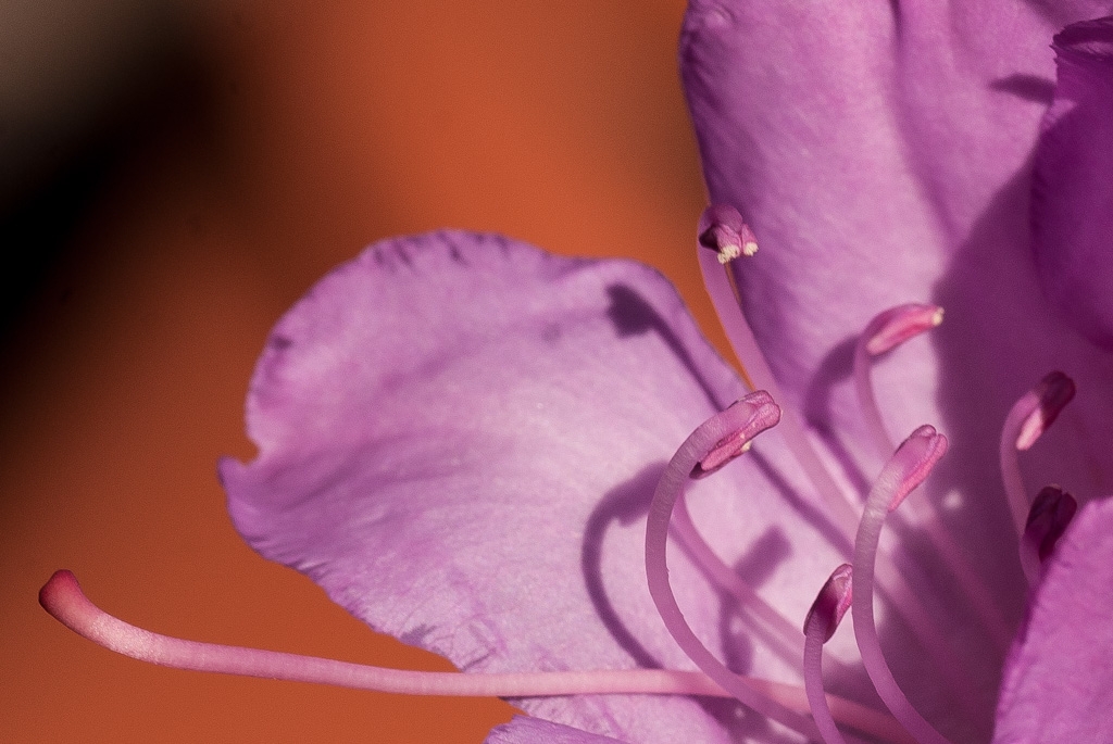 Flowers and plants photograph. For a while I had a garden with lots of rhododendrons and succulents. The stamen make for good detail here, though I wish I had them following the rule of thirds.