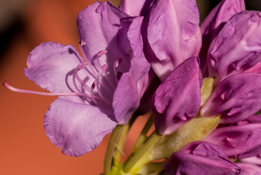 Flowers and plants photograph. This is the large rhododendron tree. The smaller one has lost its blooms and is just a plant now. On this plant six blooms opened in the space of seven hours. They were all closed as of noon, and six of them were open seven  hours later! I wish I had a way to time-lapse this without getting my camera wet.