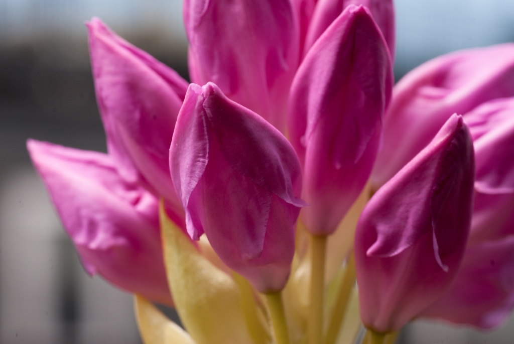 Flowers and plants photograph. I love this phase of rhododendron blooms.