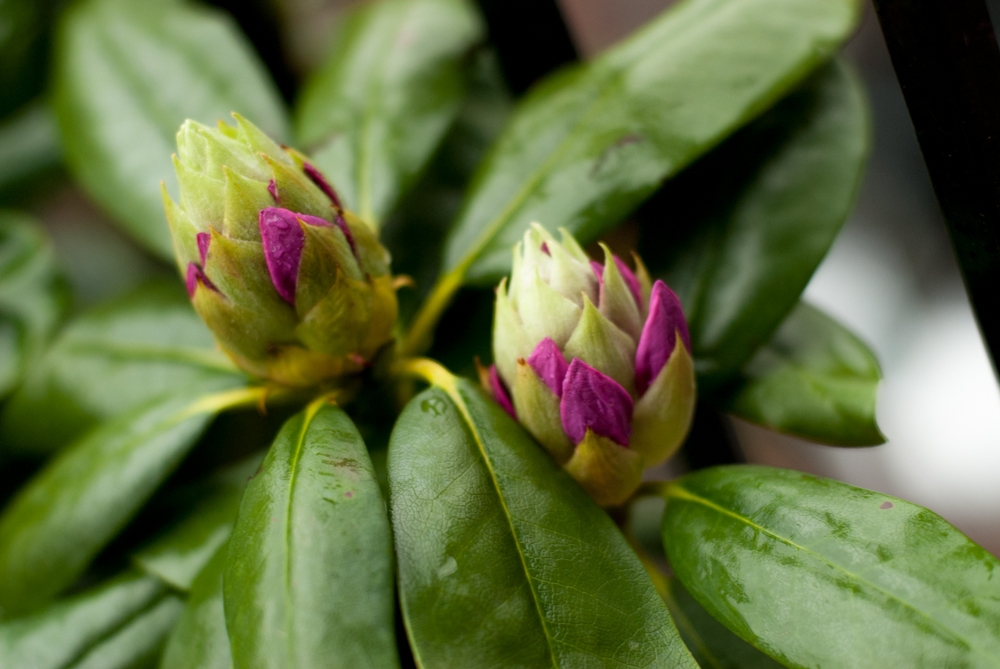 Flowers and plants photograph. 