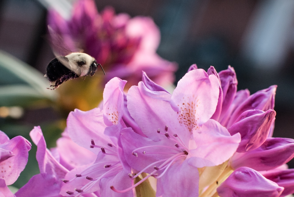 Flowers and plants photograph. The bee has pollen on his butt!