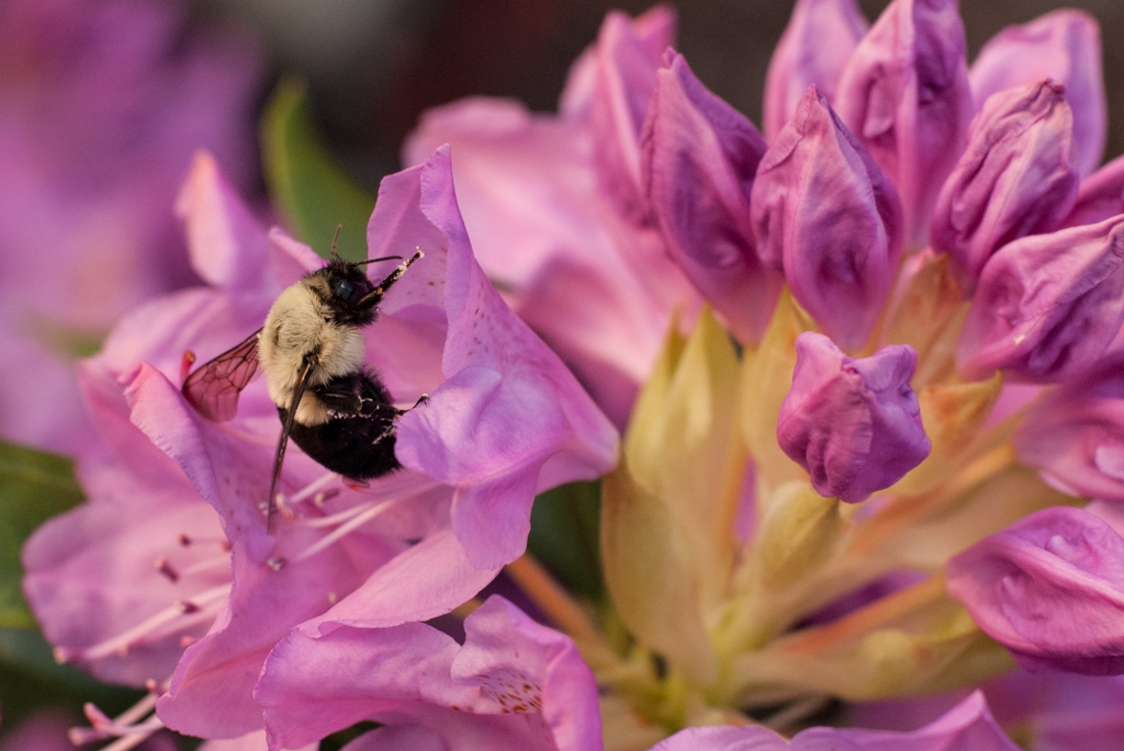 Flowers and plants photograph. He has pollen on his butt