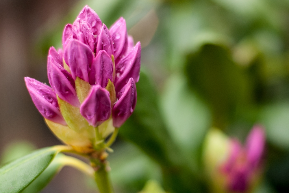 Flowers and plants photograph. 