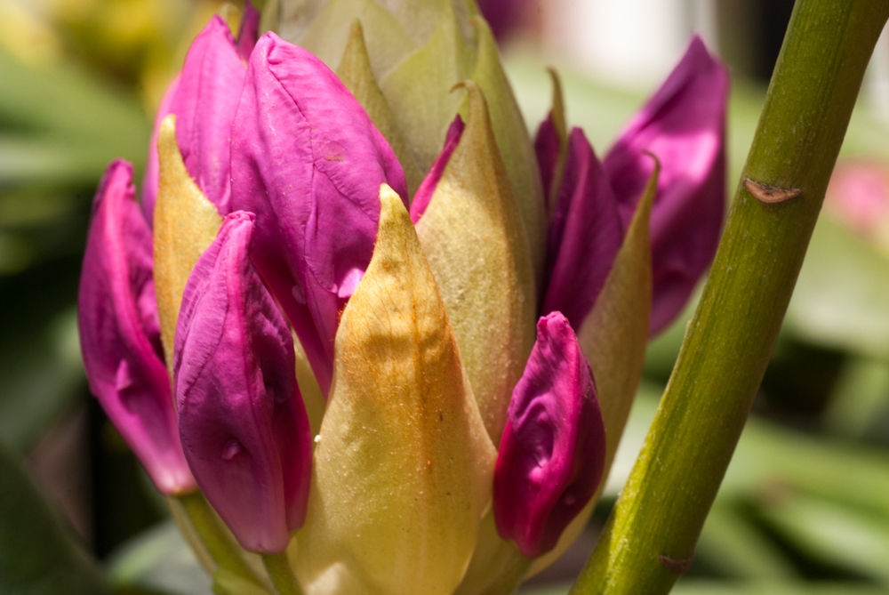 Flowers and plants photograph. This is the large rhododendron. All the sprouts are about to bloom.