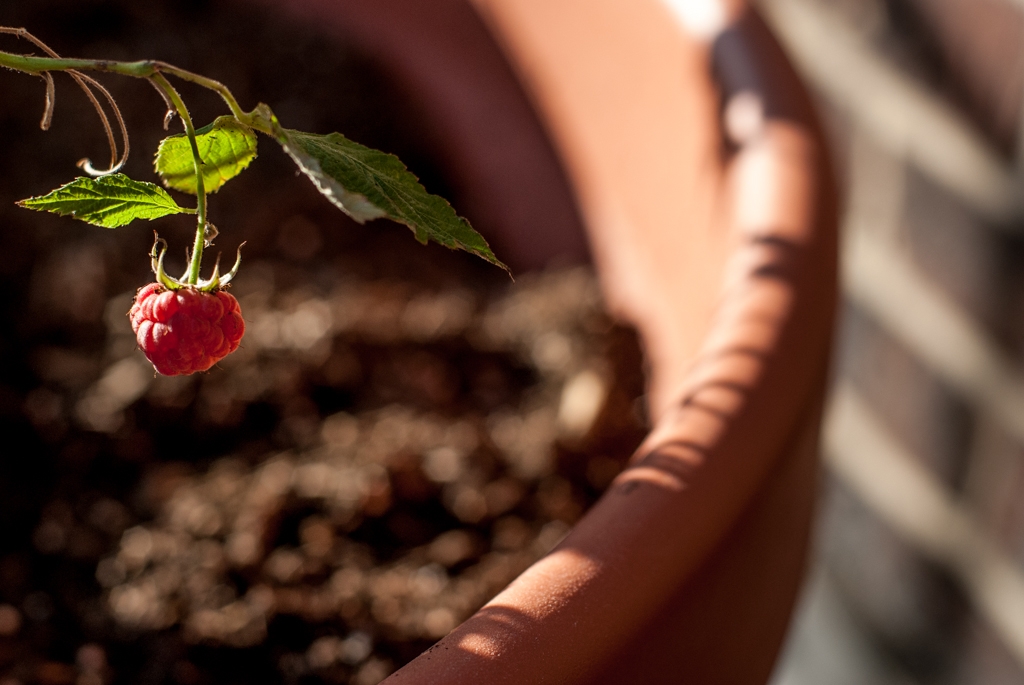 Flowers and plants photograph. We brought the raspberry out during a party with great fanfare and ceremony, and shared it with everyone. Each lobe of a raspberry is called a drupelet! NOM.
