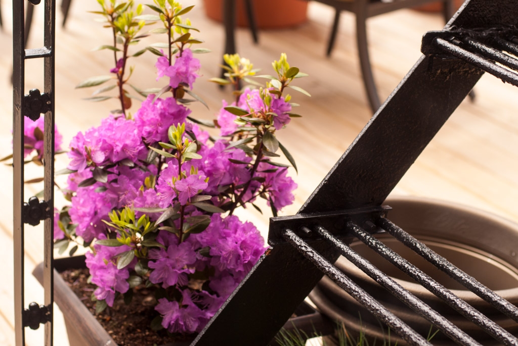 Flowers and plants photograph. This rhododendron bloomed before the big one.