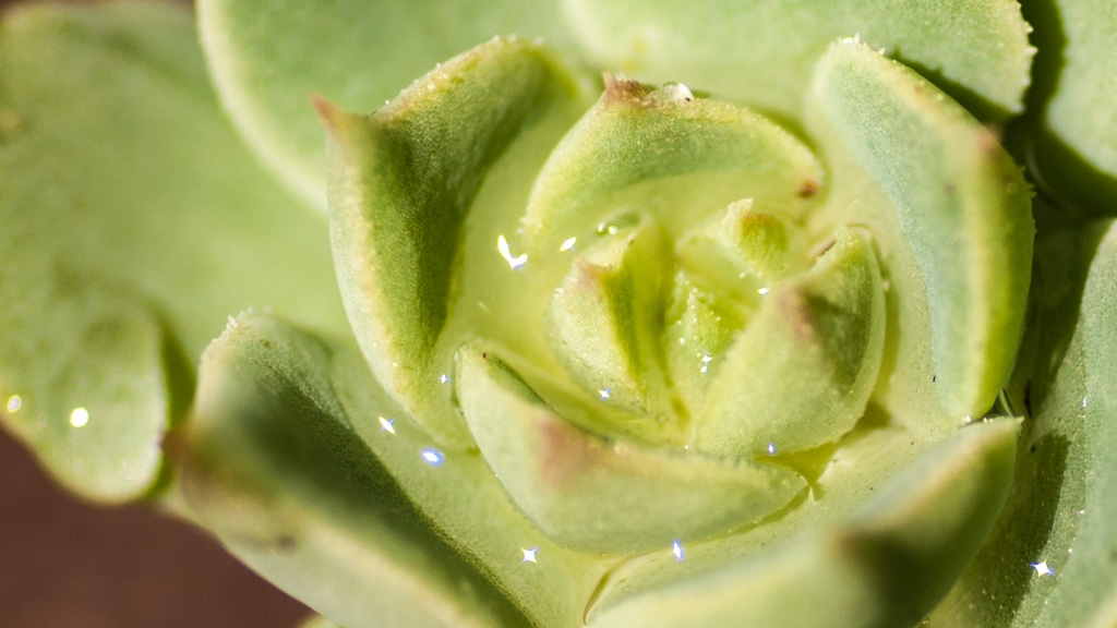 Flowers and plants photograph. Extreme macro! I had just watered it.