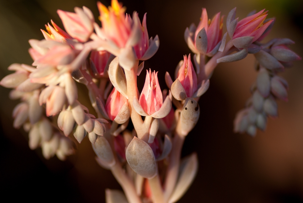 Flowers and plants photograph. Succulents were blooming like crazy.