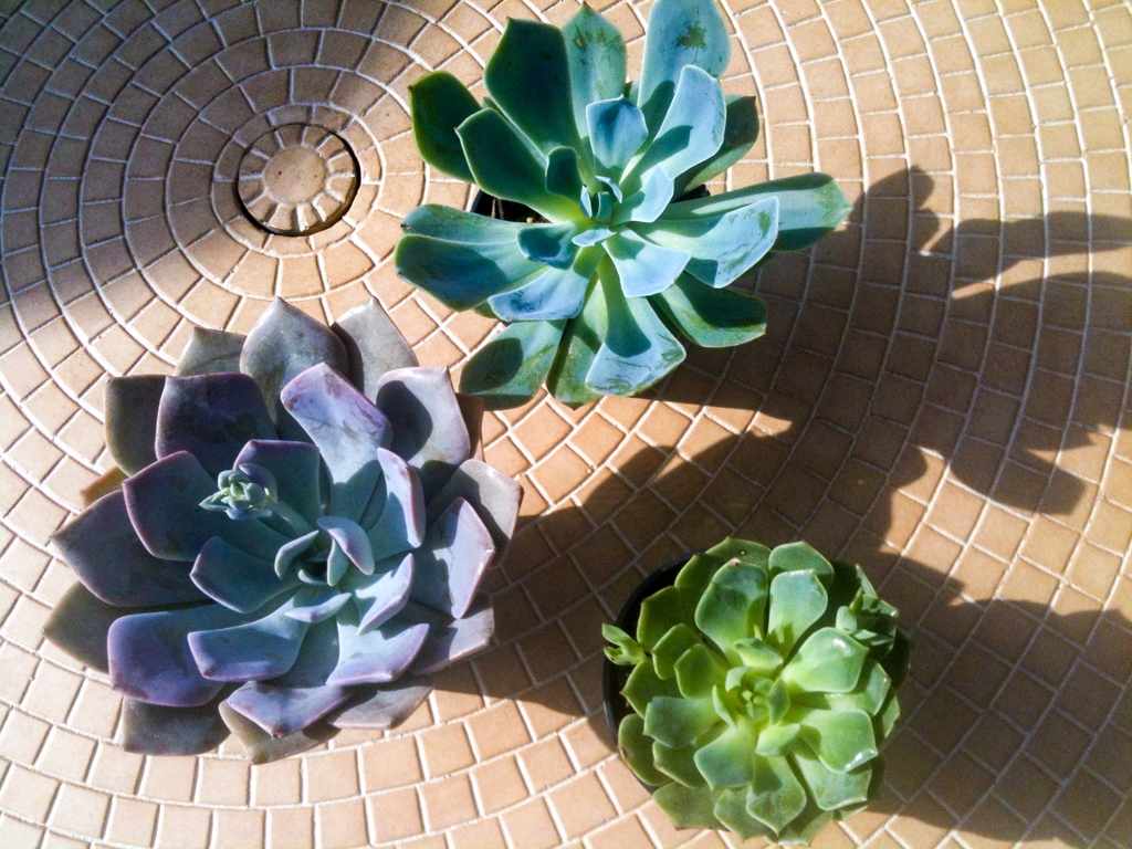 Flowers and plants photograph. The blooms eventually got huge.