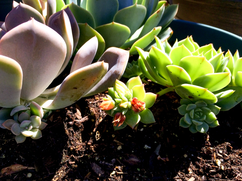 Flowers and plants photograph. This was before I repotted them. 