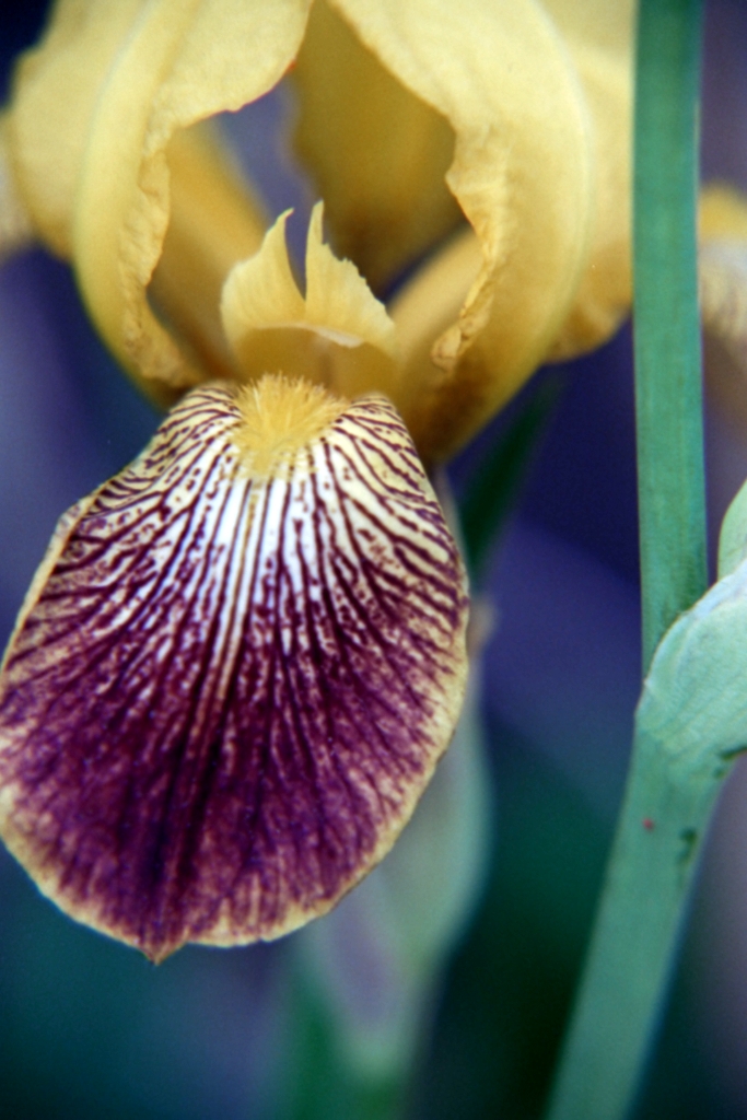 Flowers and plants photograph. 