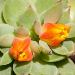 Flowers and plants