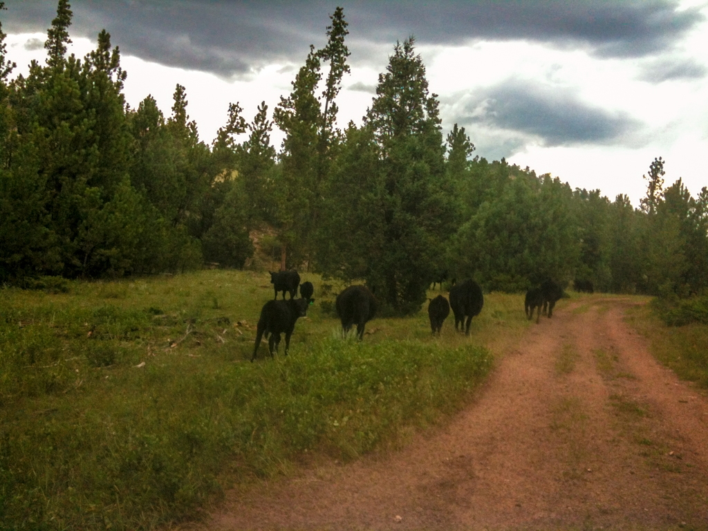 Road trip across America photograph. There were always cows. They were tagged, so I know they belonged to someone.