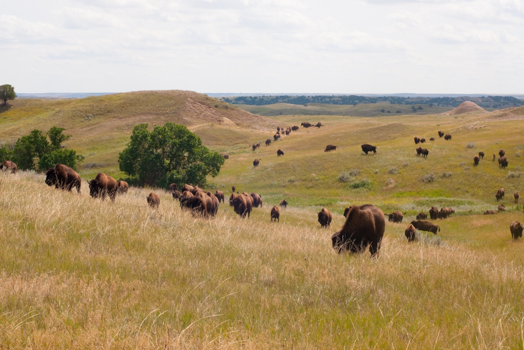 Badlands National Park, South Dakota photograph. 