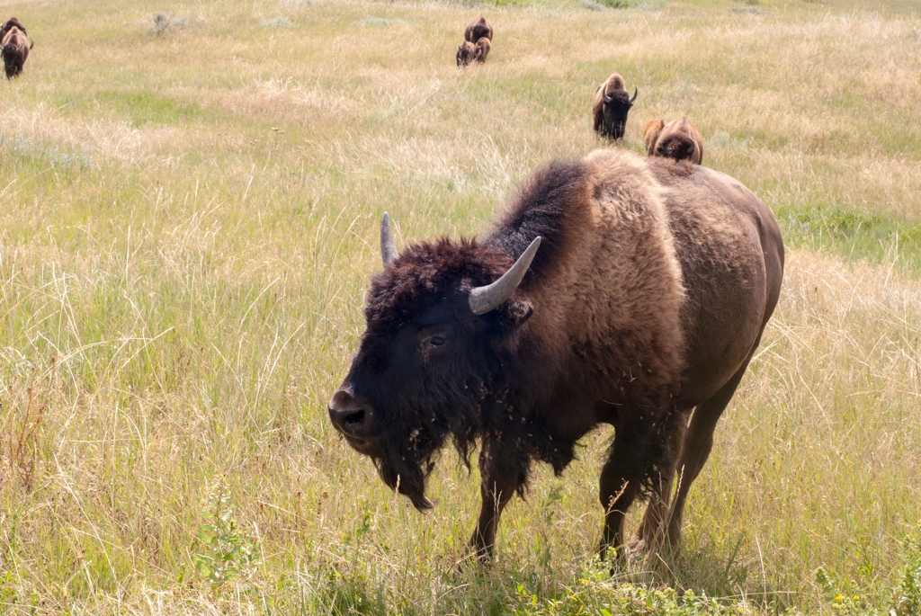 Badlands National Park, South Dakota photograph. Bison swarmed around my car. I could see a giant pile of them approaching from a distance, and they got closer and closer. I stayed in my car until they just moved all around me while I patiently took photos!