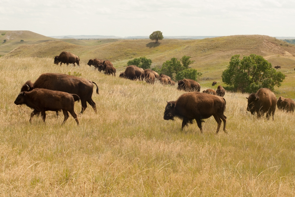 Badlands National Park, South Dakota photograph. 
