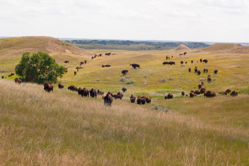 Badlands National Park, South Dakota photograph. 