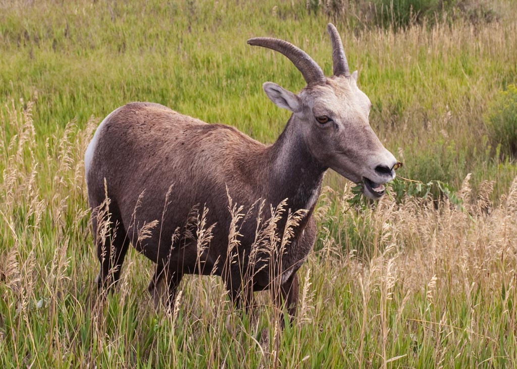 Badlands National Park, South Dakota photograph. Badlands also had big-horned sheep! Though they looked like goats this was actually a big-horned sheep, female, chewing on grass. There were whole families of them just off the sides of the roads. The males looked more like rams.
