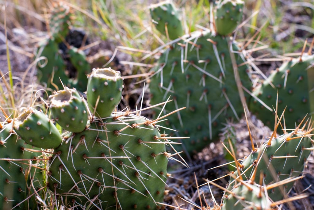 Badlands National Park, South Dakota photograph. Very photogenic little plants!