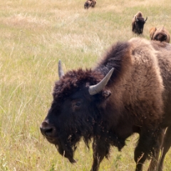 Badlands National Park, South Dakota