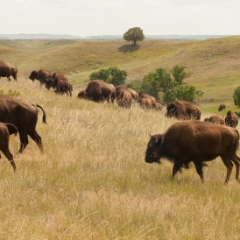 Bison moving along