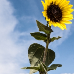 Giant yellow flower against the sky