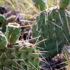 Prickly cactus